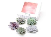 Echeveria DIY box 7-10cm - mix of 5