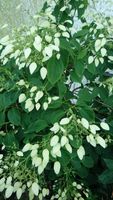 Hortensia klimplant - thumbnail