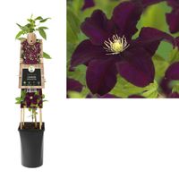 Clematis Warszawska Nike - bosrank 75 cm - thumbnail