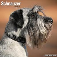 Schnauzer (Euro) Calendar 2026 Square Dog Breed Wall Calendar - 16 Month