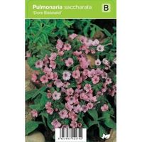 Longkruid (pulmonaria saccharata "Dora Bielefeld") voorjaarsbloeier - 12 stuks