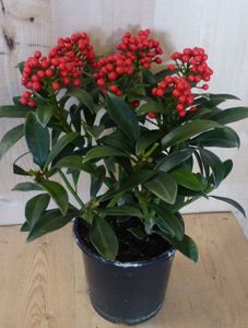 Skimmia met bes 30 cm - Warentuin Natuurlijk