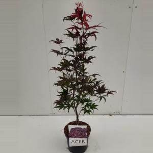 Japanse esdoorn (Acer palmatum "Bloodgood") heester - 60-70 cm - 1 stuks