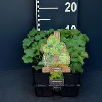 Vrouwenmantel (alchemilla mollis) bodembedekker - 6-pack - 1 stuks