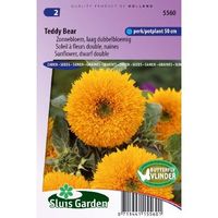 Helianthus Annuus zaden Teddy Bear zonnebloem - thumbnail