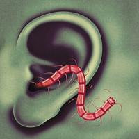 An Odd Entrances - CD (0814867022736)