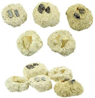 Toi Toys fossiel lichtbruin 4 cm Toi Toys fossiel lichtbruin 4 cm