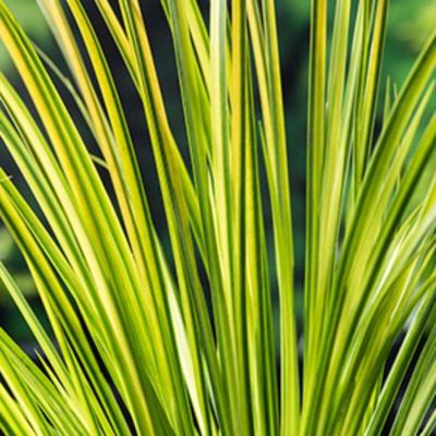 Moerings Acorus calamus - Kalmoes