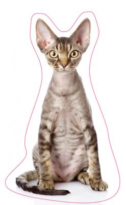 TOM kussen junior 40 cm polyester bruin