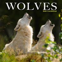 Wolves Calendar 2026 Square Animal Wall Calendar - 16 Month