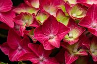 Hortensia - thumbnail