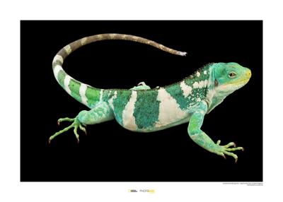 Fijileguaan Art Print National Geographic 50x70cm
