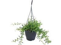 Senecio 'String of Dolphins' hanging plant