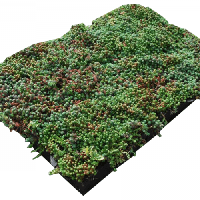 Aquaplan AquaplanT - Het groene dak 1 m² | Sedum beplanting op rol
