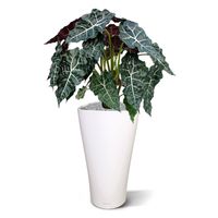 Alocasia kunstplant 75cm