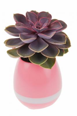United Entertainment 3 in 1 bloempot Smart 15 x 8,5 cm vinyl roze United Entertainment 3 in 1 bloempot Smart 15 x 8,5 cm vinyl roze