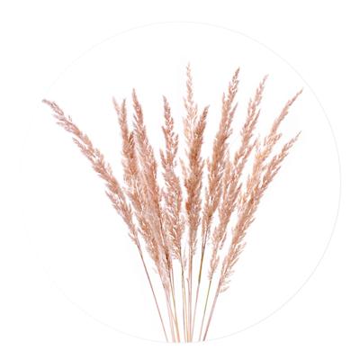 Muurcirkel Plumes Pink Aluminium 80 Geen