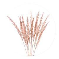 Muurcirkel Plumes Pink Aluminium 80 Geen