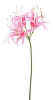 Nerine spray pink 90cm