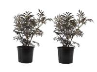 Sambucus 'Black Lace' - set of 2 - thumbnail