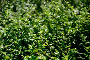 Japanse Hulst alternatief voor buxus