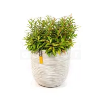 Pot bol Rib NL 35x34 ivoor + Leucothoe