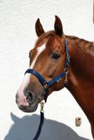 Bucas Halster Dublin