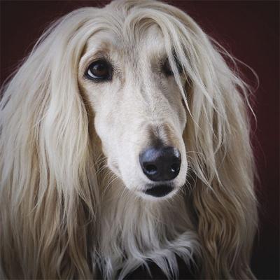 Wanddecoratie Faces 009 74x74cm