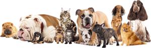 Muursticker - Honden en katten