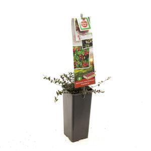 Veenbes Vaccinium macrocarpon Cranberry 60 cm