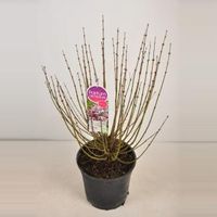 Dwergsering (syringa meyeri "Palibin") - 40-60 cm - 1 stuks - thumbnail