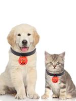 Halloween Pumpkin Bell Collar Decoration Dog Cat Necklace
