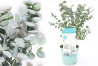 Eucalyptusplant nu in de aanbieding - 56% korting