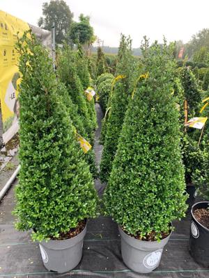 Buxusvervanger kegel