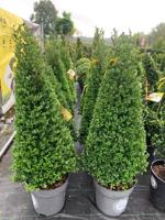 Buxusvervanger kegel