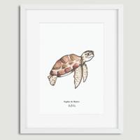 Aquarel illustratie schildpad door Sophie de Ruiter