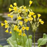 Moerassleutelbloem (Primula florindae) moerasplant (6-stuks) - thumbnail