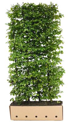Kant en Klaar Haag Carpinus Betulus 100x200cm.