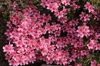 Japanse Azalea - thumbnail