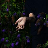 In Velvet - CD (5414165117636)