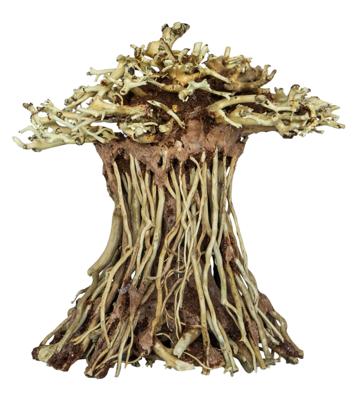 Bonsai Mushroom - S