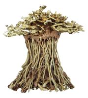 Bonsai Mushroom - S