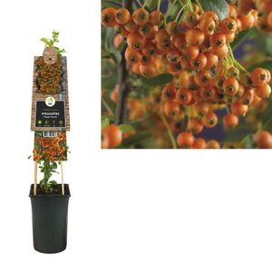 Pyracantha 'Orange Charmer'