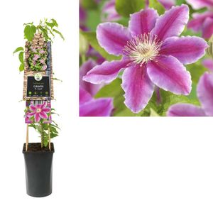 Clematis 'Dr Ruppel' - roze Bosrank 70 cm