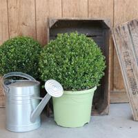 Dekbed Discounter Japanse Hulst 'Ilex Crenata' Met Plantenvoeding