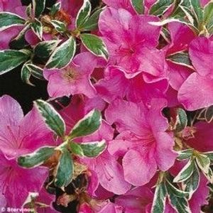 Japanse Azalea