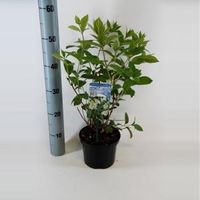 Hydrangea Paniculata "Tardiva" pluimhortensia - 25-30 cm - 1 stuks