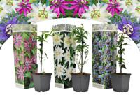 Passiebloemen passiflora | Aanbieding