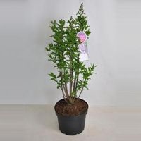 Sering (syringa villosae "Minuet") - 60-80 cm - 1 stuks - thumbnail