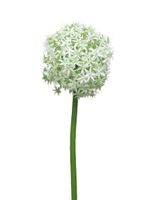 Allium Quin wit / groen 14cm kop - thumbnail